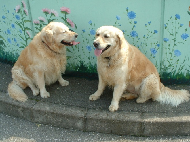 Photo de Golden retriever