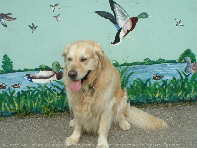 Photo de Golden retriever