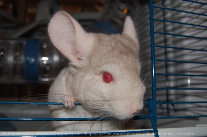 Photo de Chinchilla