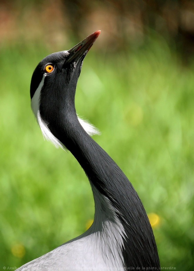 Photo de Grue demoiselle