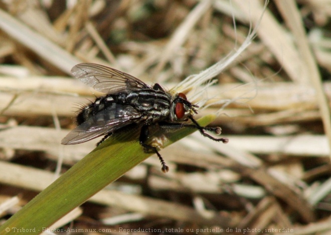 Photo de Mouche