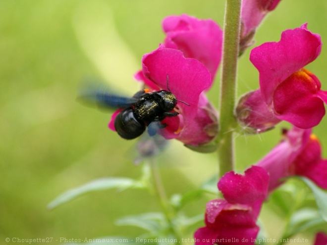 Photo de Mouche