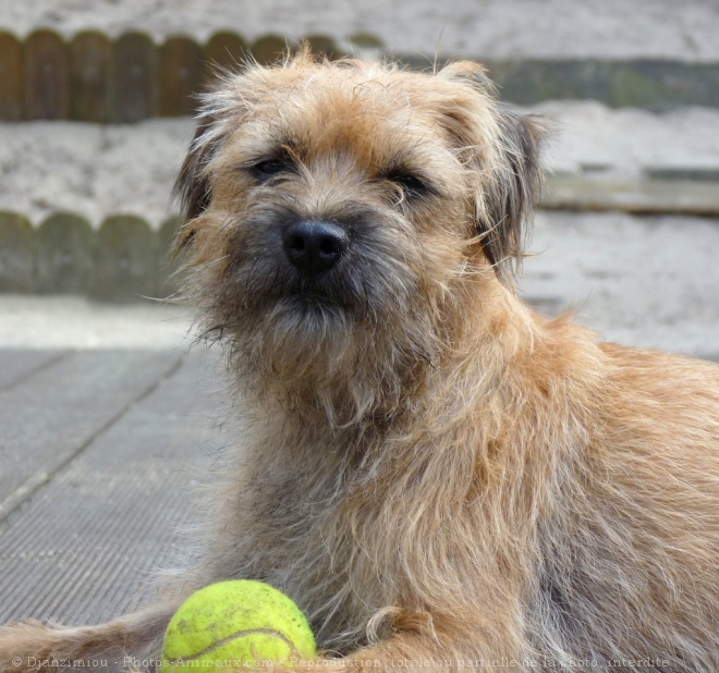 Photo de Border terrier