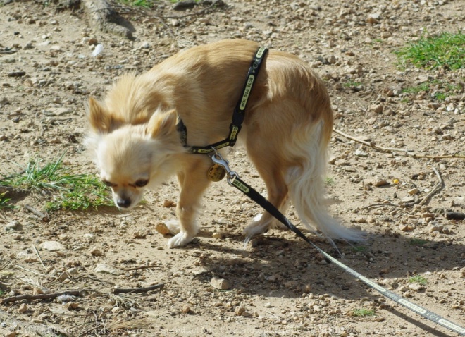 Photo de Chihuahua  poil long