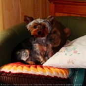 Photo de Yorkshire terrier