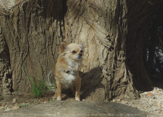 Photo de Chihuahua  poil long