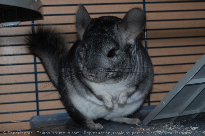 Photo de Chinchilla