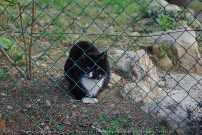 Photo de Chat domestique