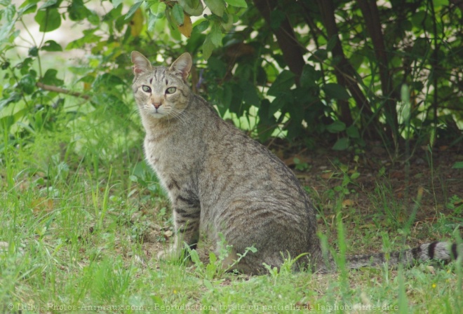 Photo de Chat domestique