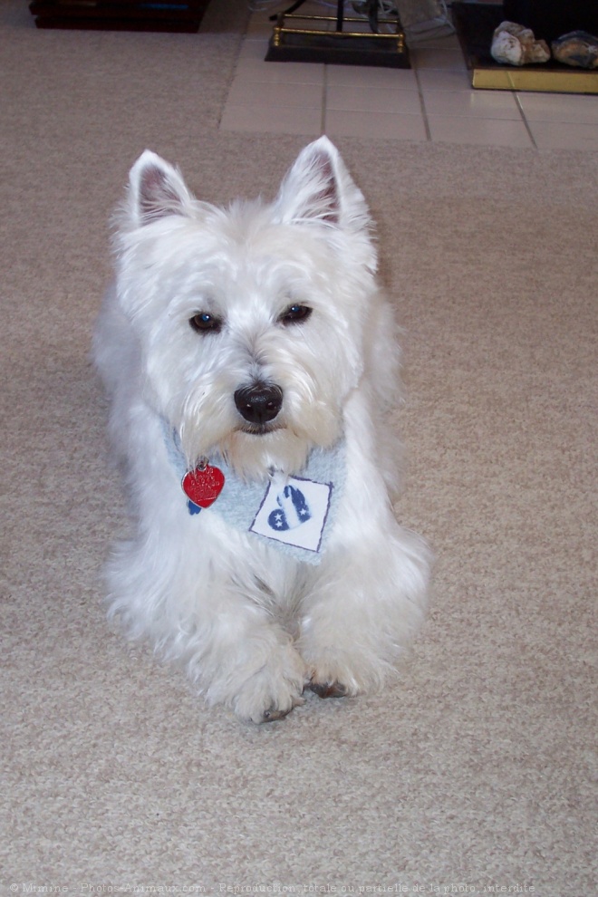 Photo de West highland white terrier