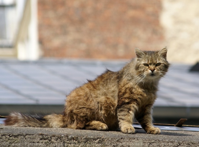 Photo de Chat domestique