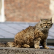 Photo de Chat domestique