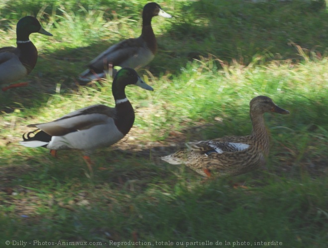 Photo de Canard colvert