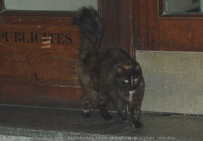 Photo de Chat domestique