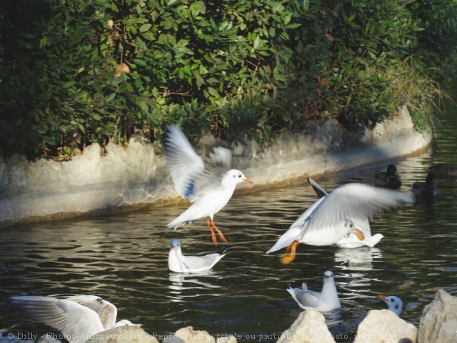 Photo de Mouette