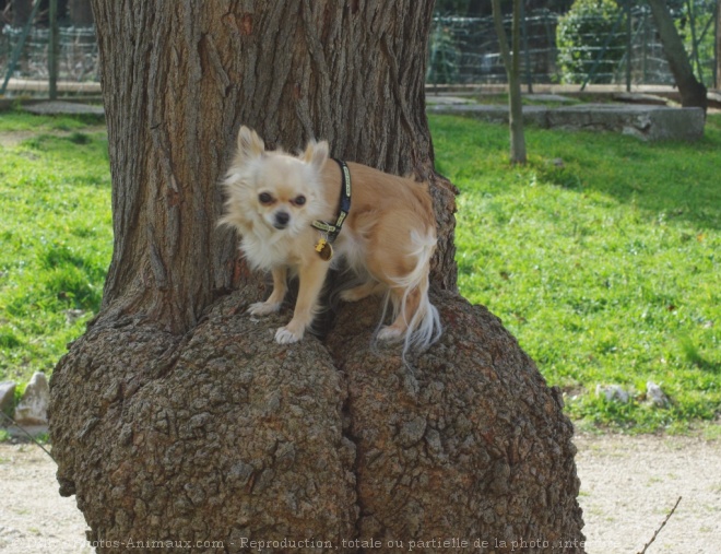 Photo de Chihuahua  poil long