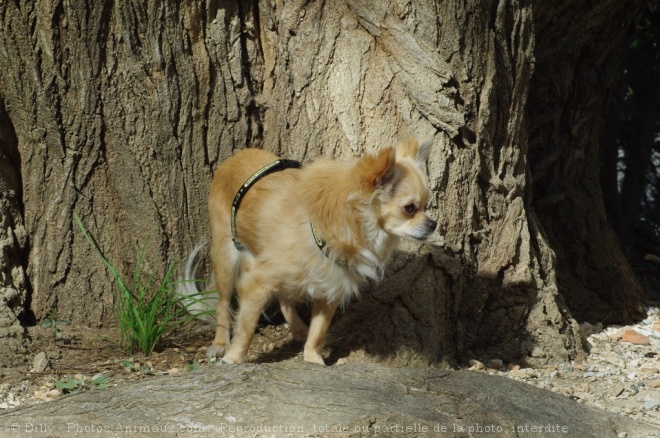 Photo de Chihuahua  poil long