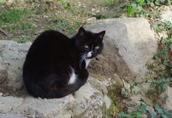 Photo de Chat domestique