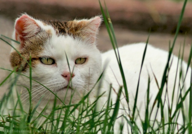 Photo de Chat domestique