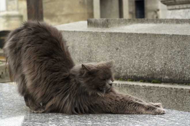 Photo de Chat domestique