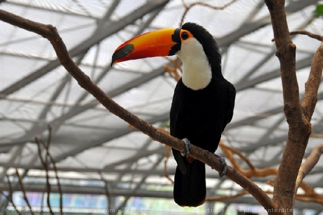 Photo de Toucan toco