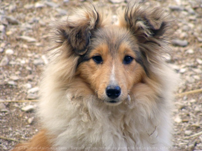 Photo de Chien de berger des shetland