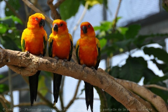 Photo de Perruche - conure soleil