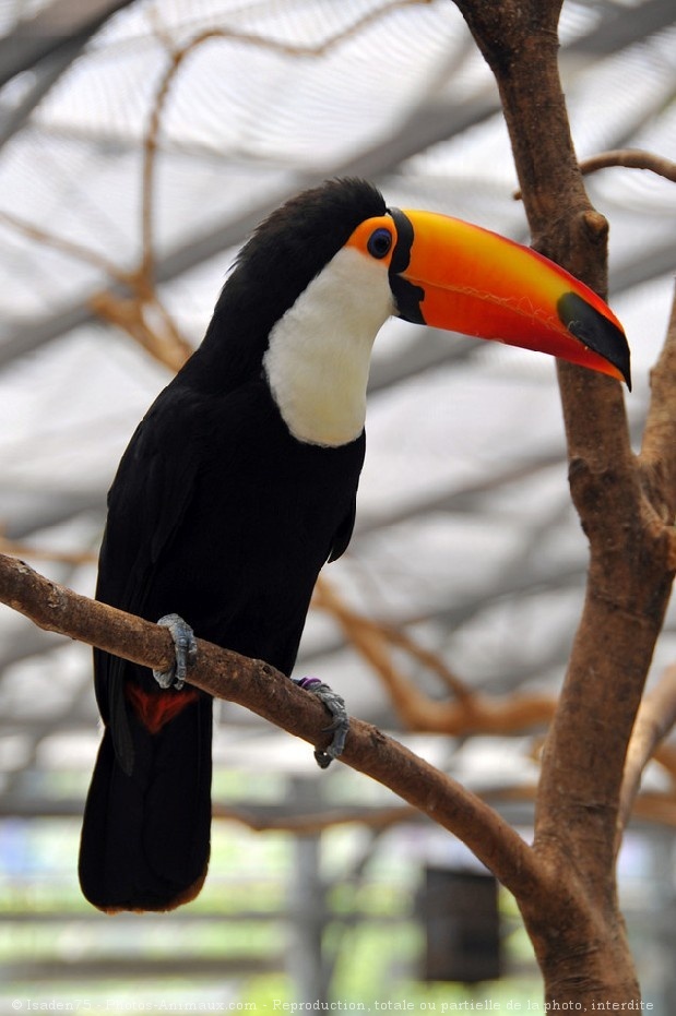 Photo de Toucan toco