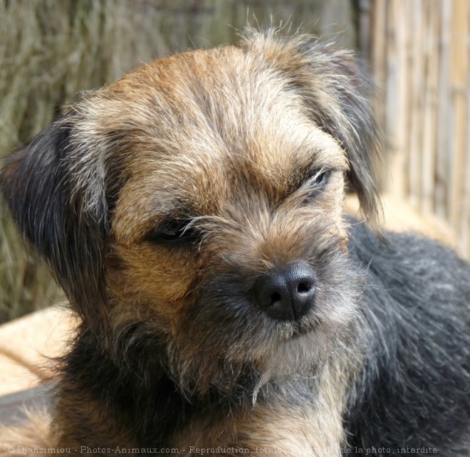 Photo de Border terrier