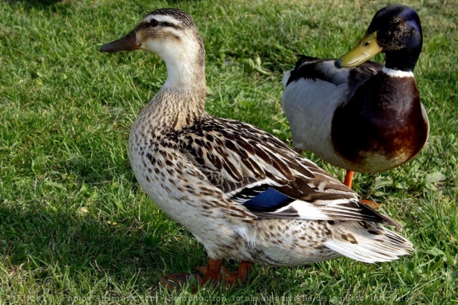 Photo de Canard