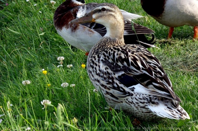 Photo de Canard colvert