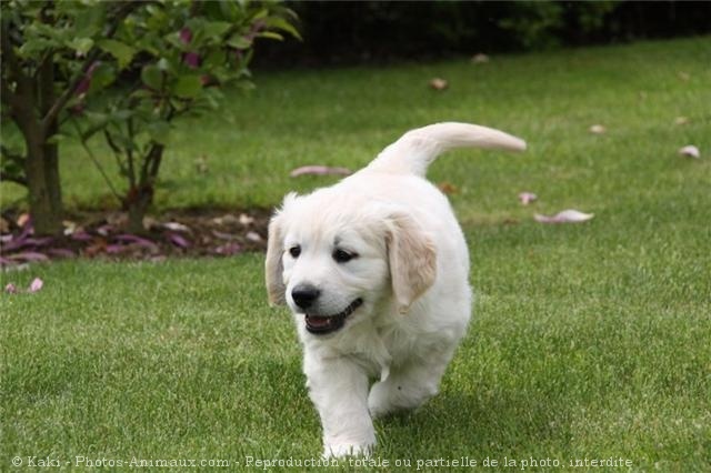 Photo de Golden retriever