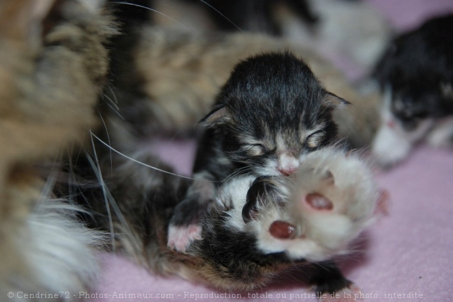 Photo de Maine coon