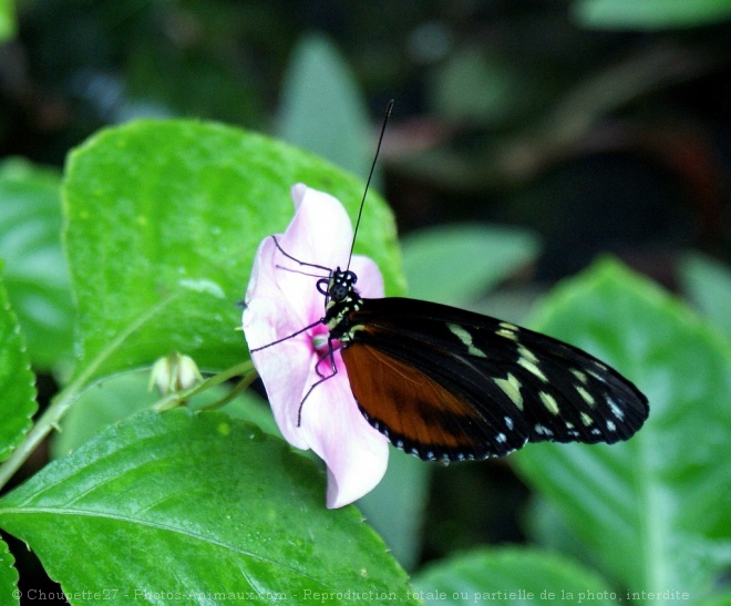 Photo de Papillon