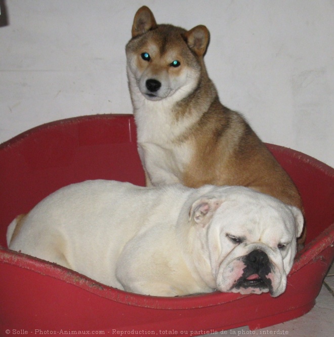 Photo de Shiba