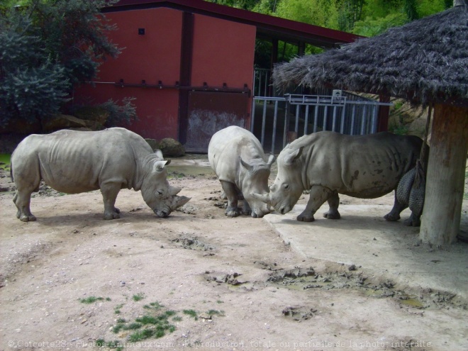 Photo de Rhinocros