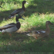 Photo de Canard colvert