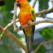 Photo de Perruche - conure soleil