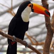 Photo de Toucan toco