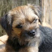 Photo de Border terrier