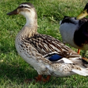 Photo de Canard