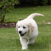 Photo de Golden retriever