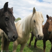 Photo d'Appaloosa