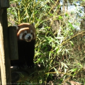 Photo de Panda roux