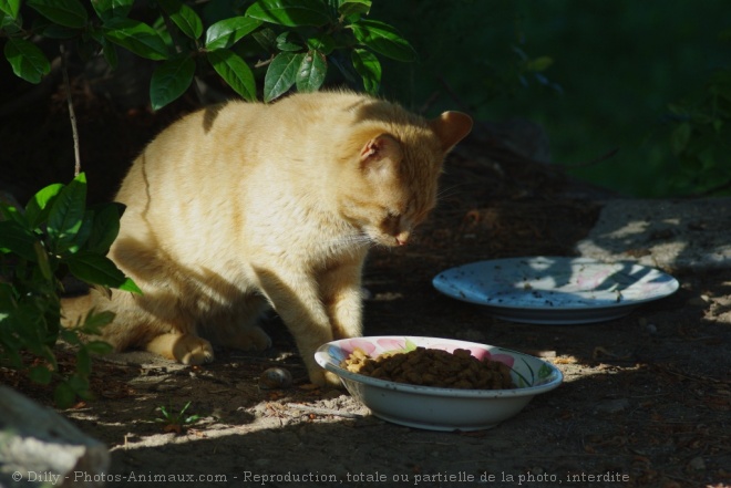 Photo de Chat domestique