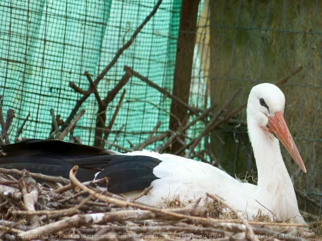 Photo de Cigogne