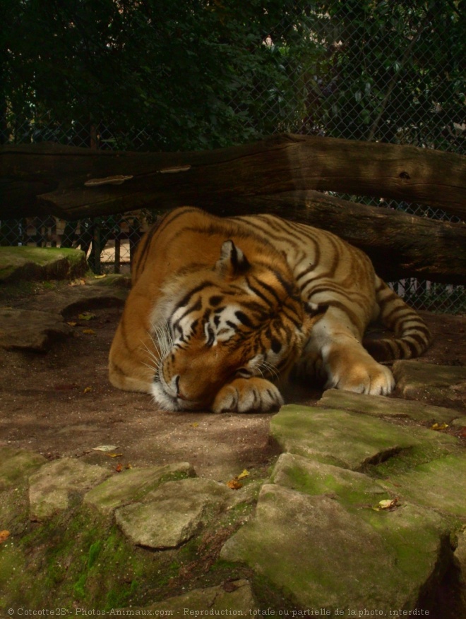 Photo de Tigre