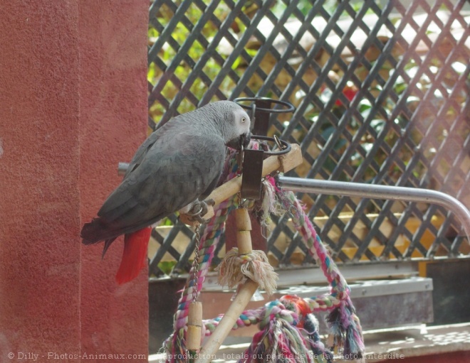 Photo de Perroquet - gris du gabon