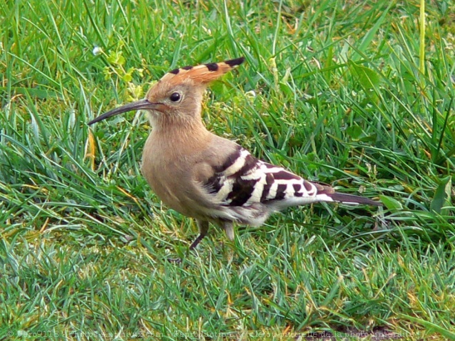 Photo de Huppe fascie