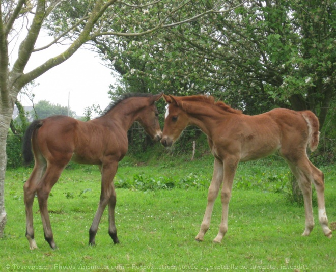 Photo de Races diffrentes